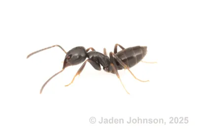 Close-up of an odorous house ant, commonly called a sugar ant, showing its dark brown body and segmented antennae