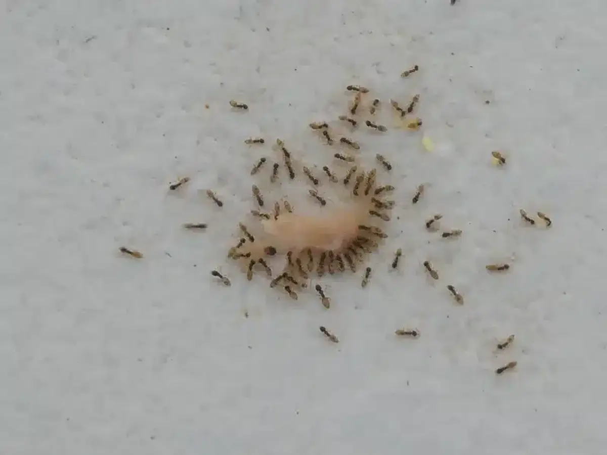 Sugar ants feeding behavior