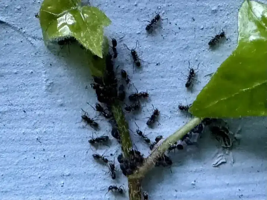 Colony of ants gathered on a plant stem showing cooperative behavior