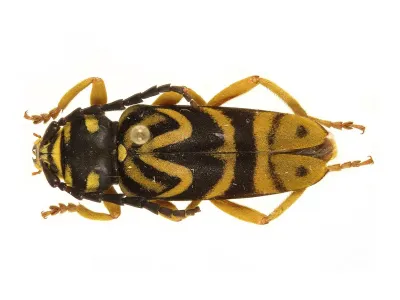 Sugar Maple Borers