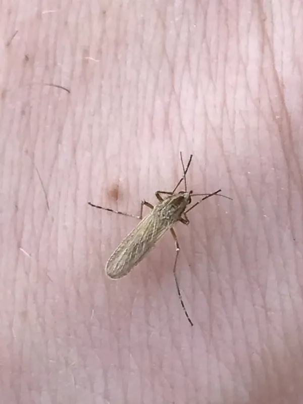 Summer saltmarsh mosquito resting on human skin showing tan-brown body with banded legs