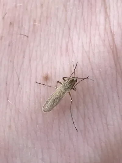 Summer saltmarsh mosquito resting on human skin showing tan-brown body with banded legs