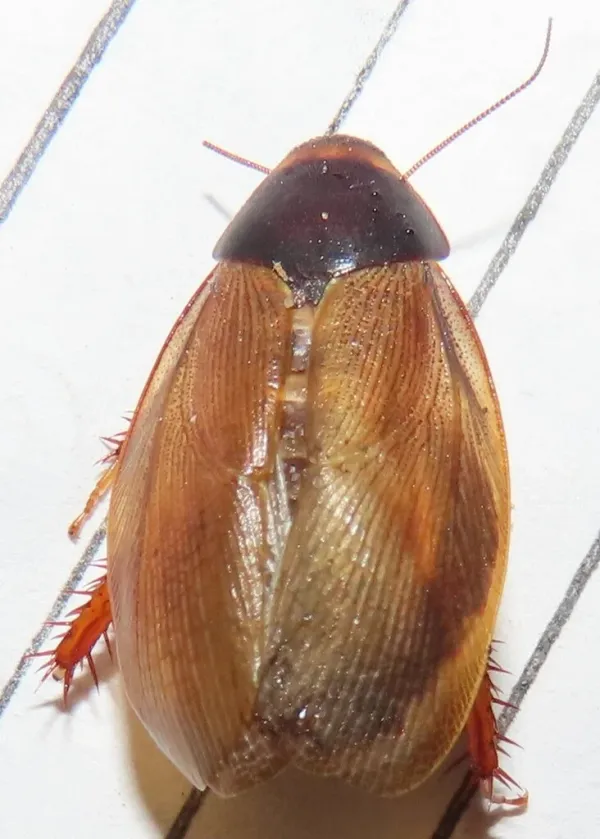 Top-down view of a Surinam cockroach showing its shiny pale brown wings and dark pronotum