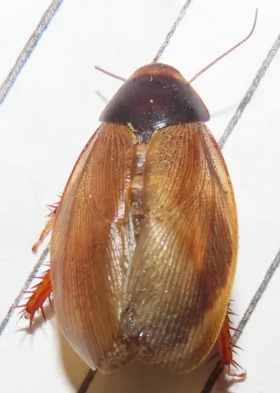 Top-down view of a Surinam cockroach showing its shiny pale brown wings and dark pronotum