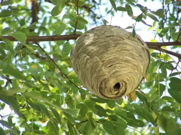 Yellow Jacket vs Wasp: Know Your Hornets and Paper Wasps