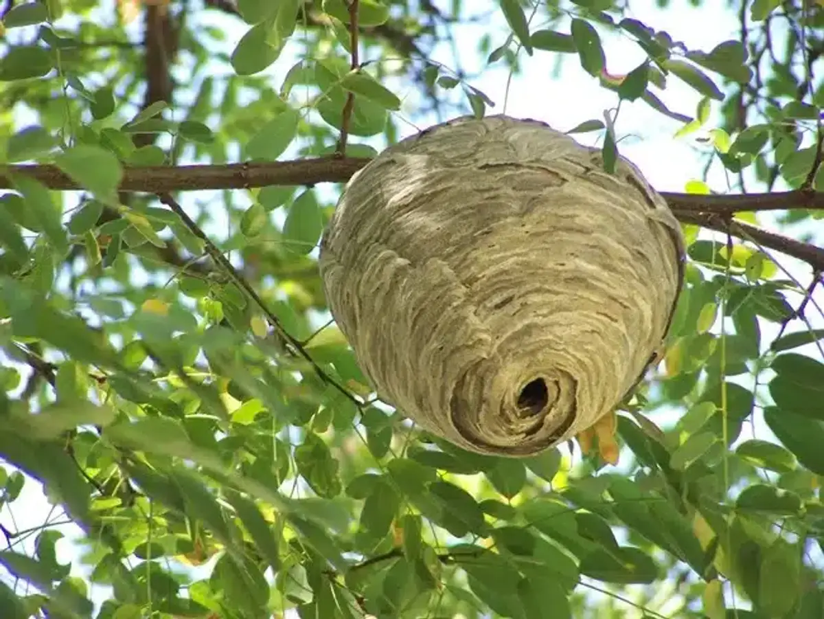 Round wasp nest hanging from tree branch