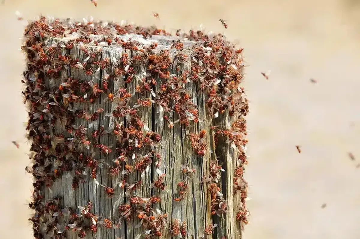 Swarm of red ants on a wooden post