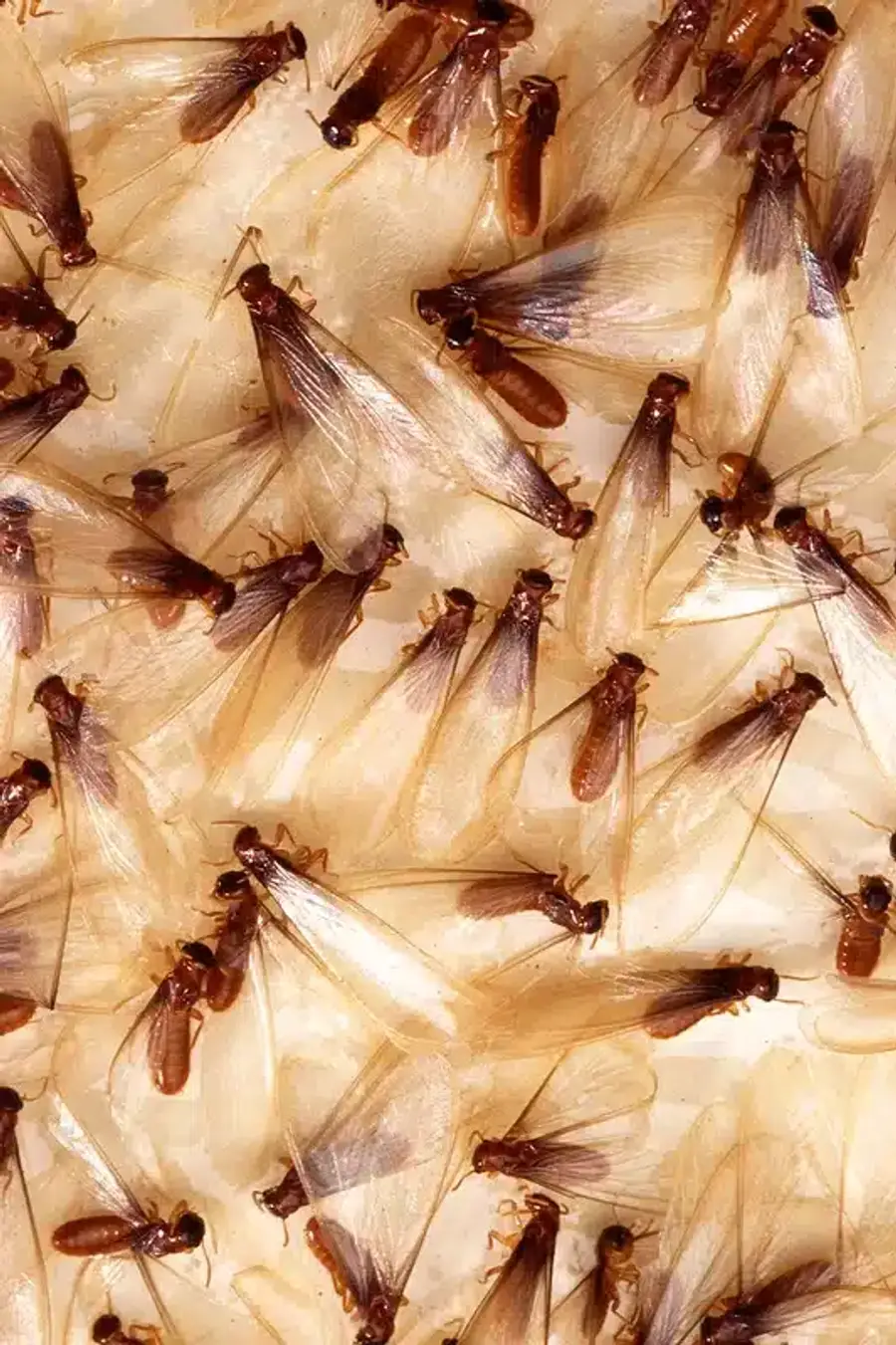 Group of swarming termites on surface