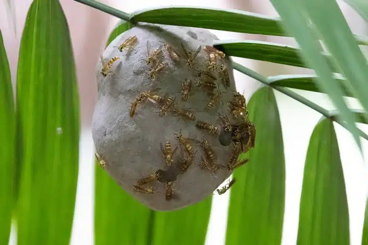 Multiple wasps clustered on round paper nest