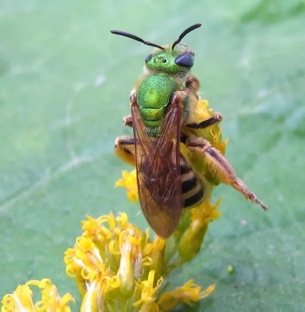Metallic green striped sweat bee on yellow flower