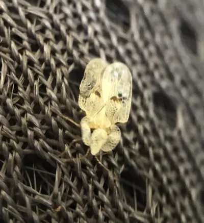 Sycamore lace bug showing characteristic transparent lace-like wing pattern