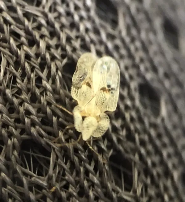 Sycamore lace bug showing characteristic transparent lace-like wing pattern