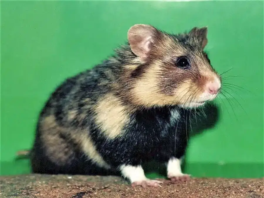 Syrian hamster on green background