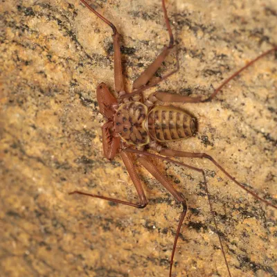 Top-down view of a tailless whip scorpion resting on rock showing its flattened body and long sensory legs