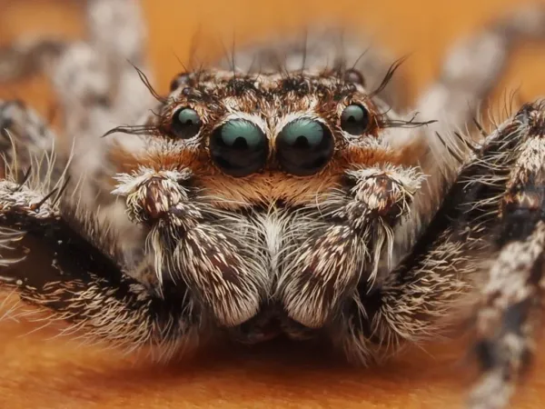 Virginia Jumping Spiders: 8 Common Species and How to Identify Them