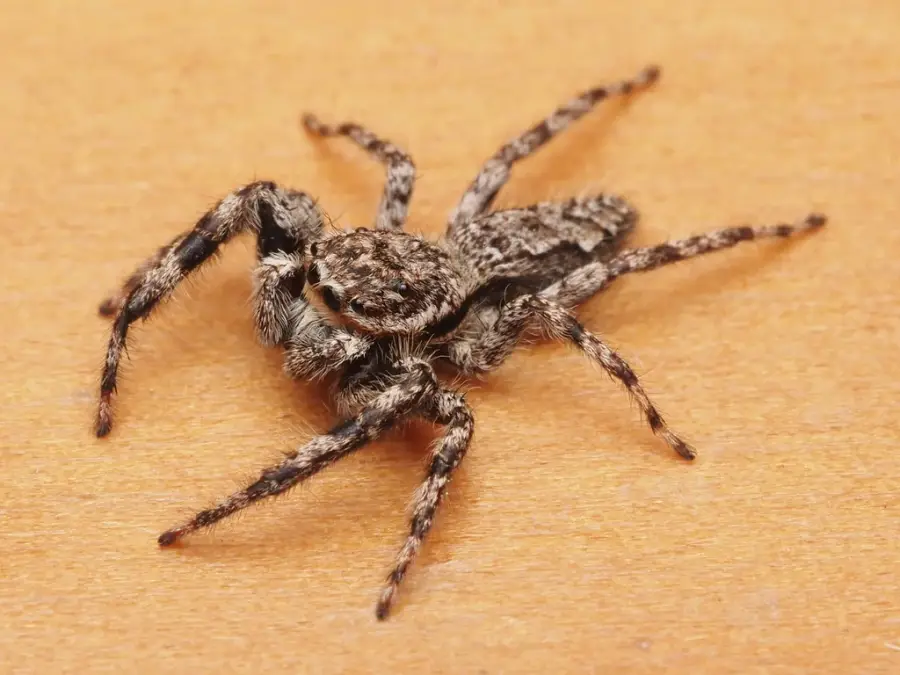 Tan jumping spider with a flattened, mottled gray and brown body on a wood surface