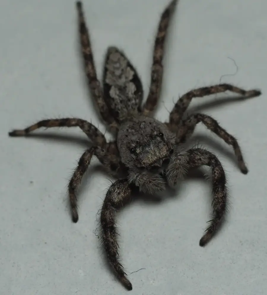 Tan jumping spider on a pale gray surface showing its banded legs