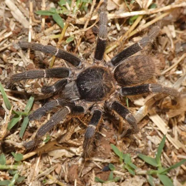 Top-down view of a brown tarantula on grass showing characteristic hairy body and thick legs
