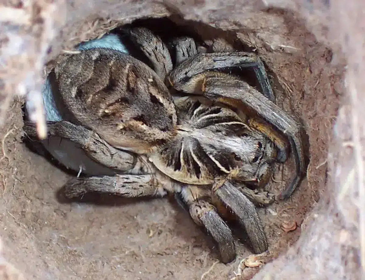 Tarantula inside its burrow