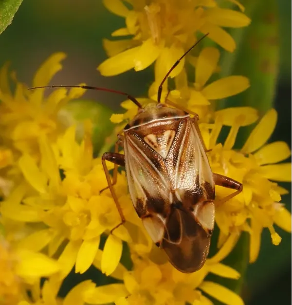 Tarnished plant bug showing characteristic mottled brown and yellow markings on yellow flowers