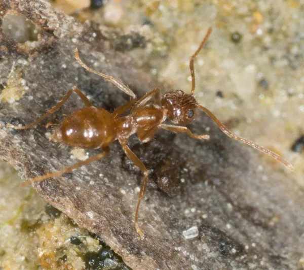 Close-up of a tawny crazy ant showing its characteristic golden-brown coloring and dense body hairs