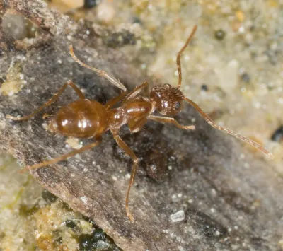 Close-up of a tawny crazy ant showing its characteristic golden-brown coloring and dense body hairs