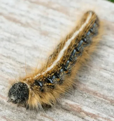 Eastern tent caterpillar showing characteristic white dorsal stripe and fuzzy body