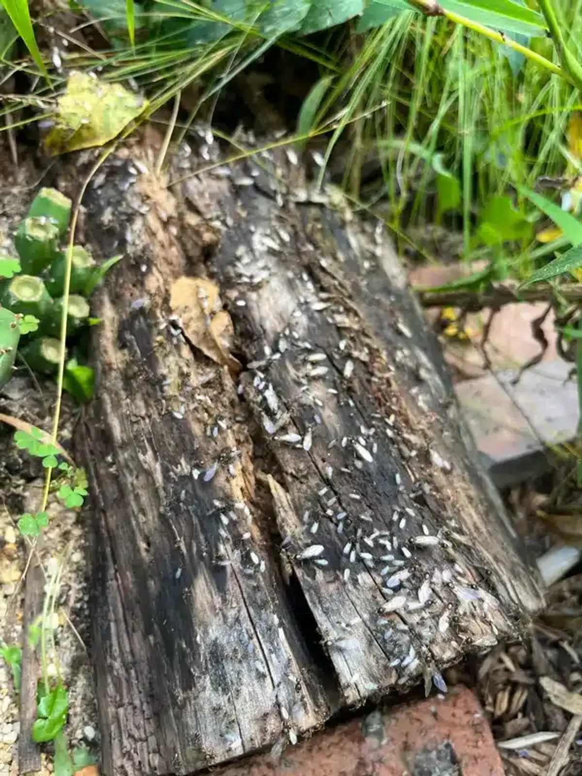 Winged termites scattered across a decaying log outdoors.