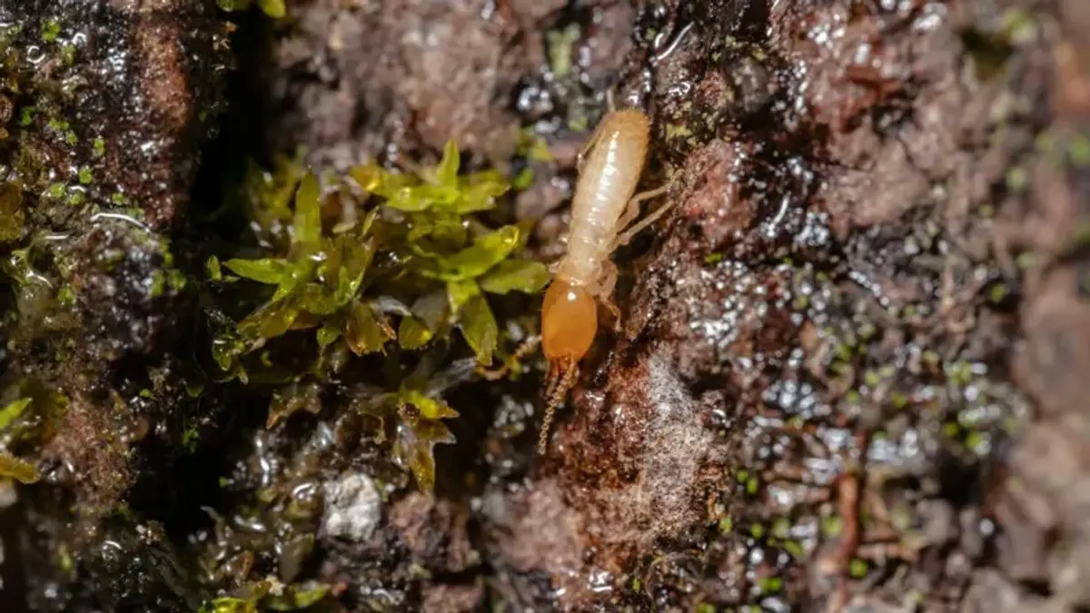Close-up of a termite worker, the type of termite that brings food back to the queen