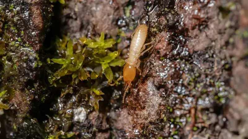 Close-up of eastern subterranean termite worker showing pale body