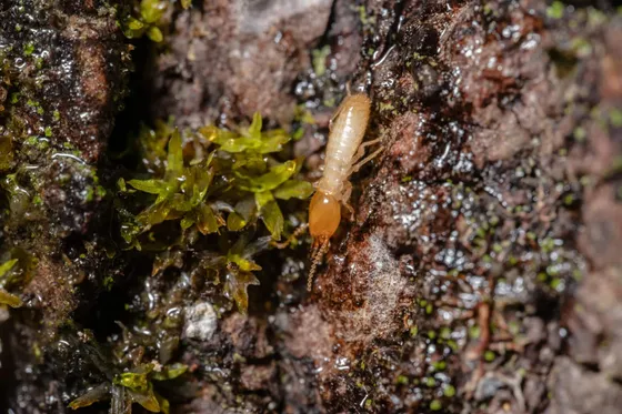 Close-up of termite damage in wood, the type of structural risk facing Herndon homes built in the 1970s-80s