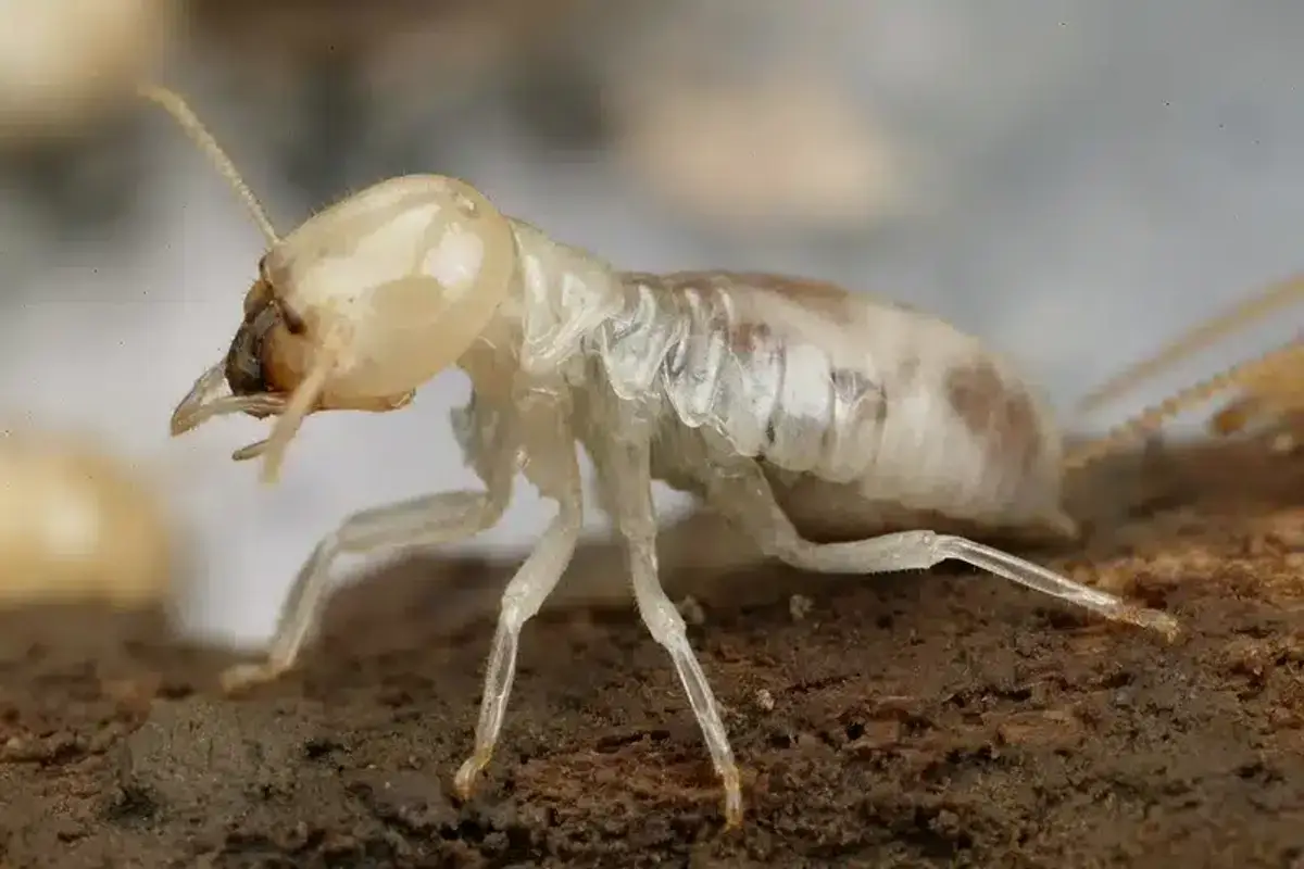 Close-up of a termite on wood showing straight antennae and broad body with no waist