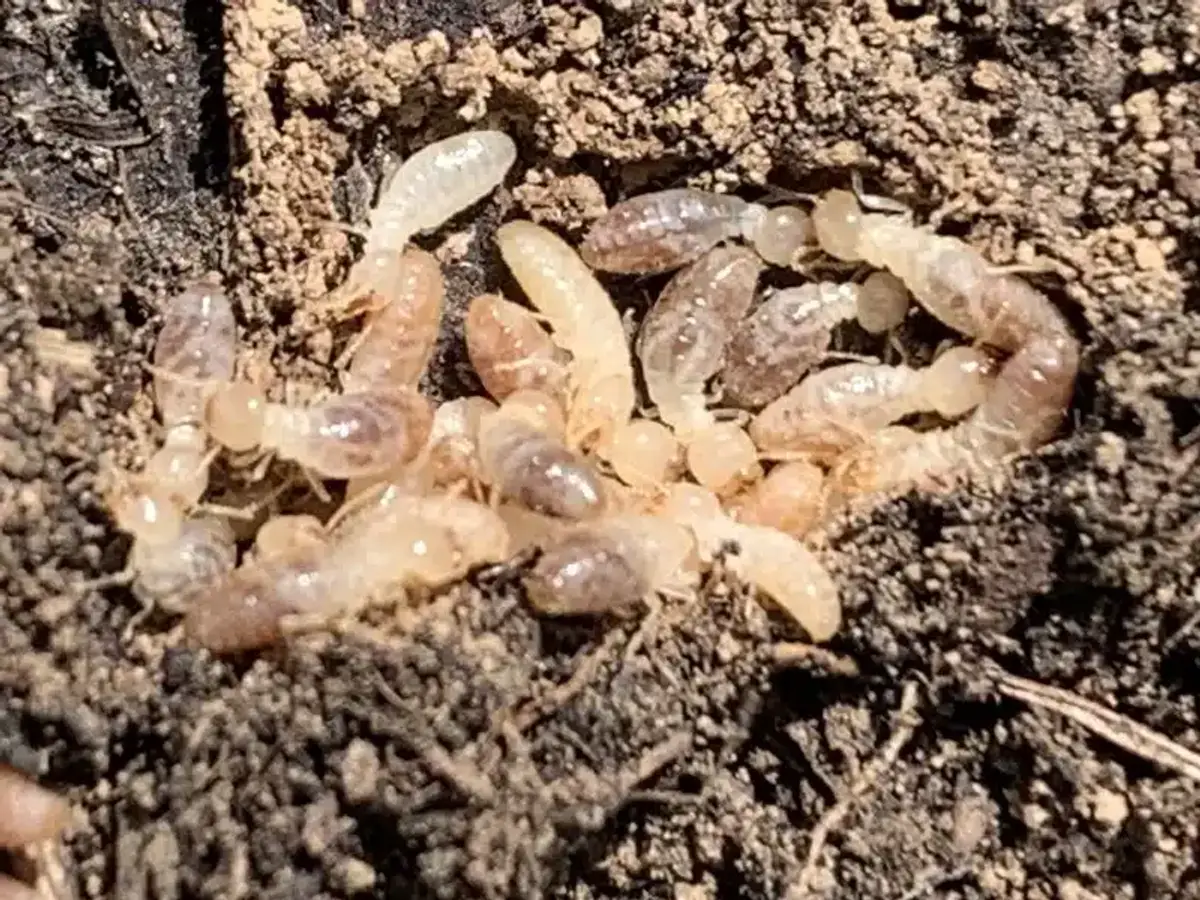 Termites in soil tunnel showing where detection tools work best