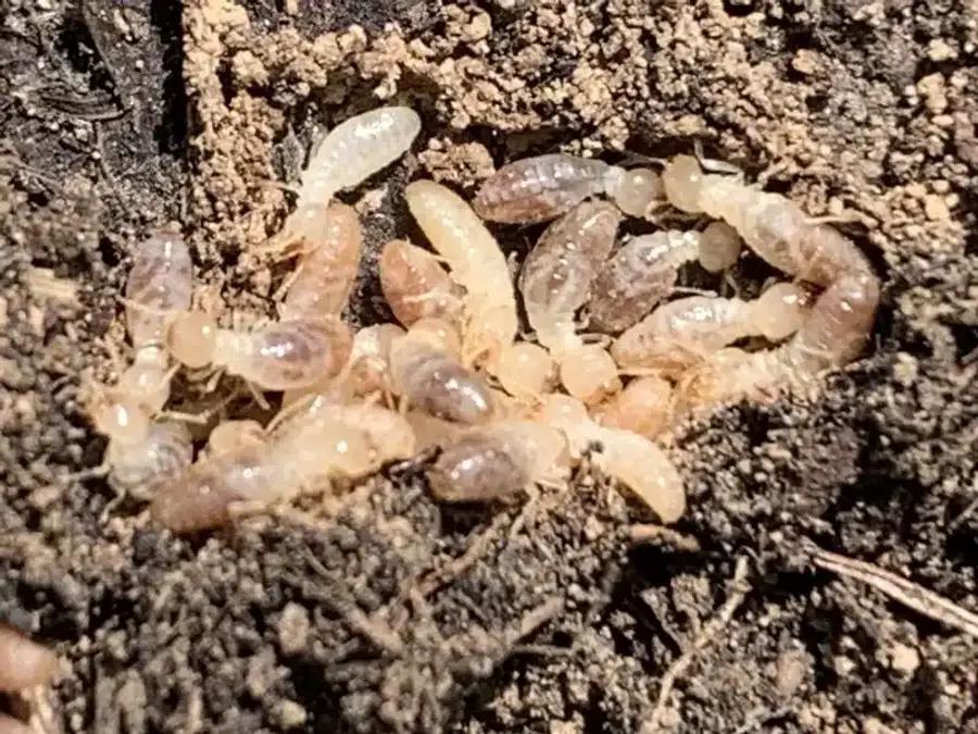 Group of termites in the soil