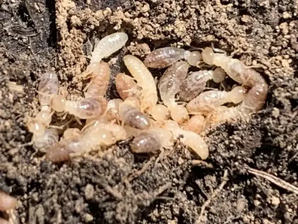 Flying Termites in House: Why You Need a Pro Inspection Now