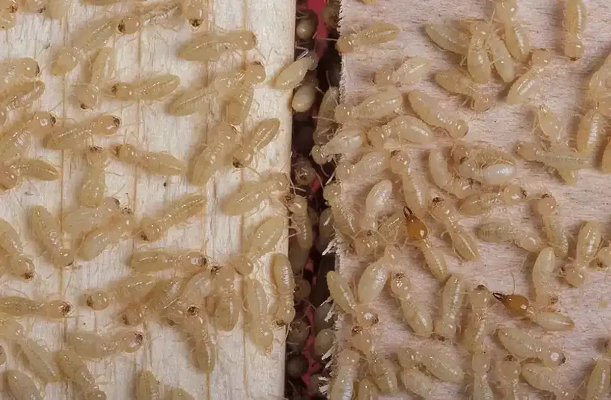 Termite colony on wooden surface
