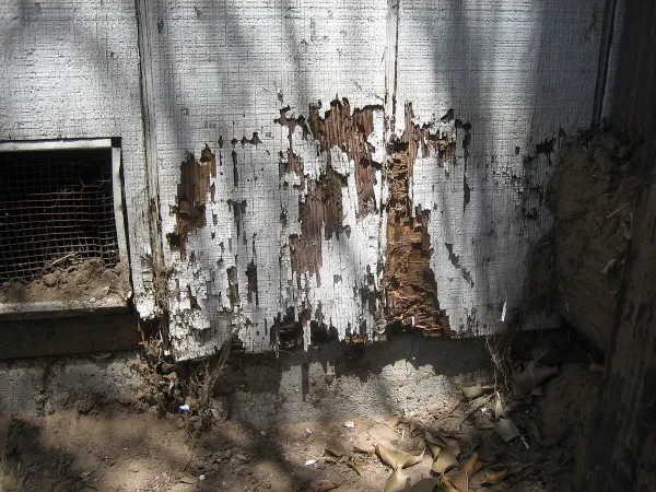 Termite Damage Pictures: What It Looks Like and How to Spot It