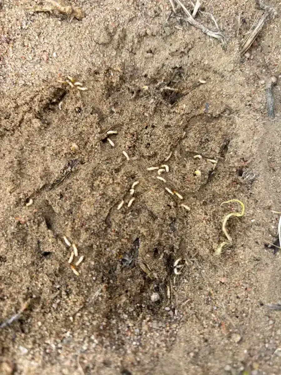 Termite activity in sandy ground
