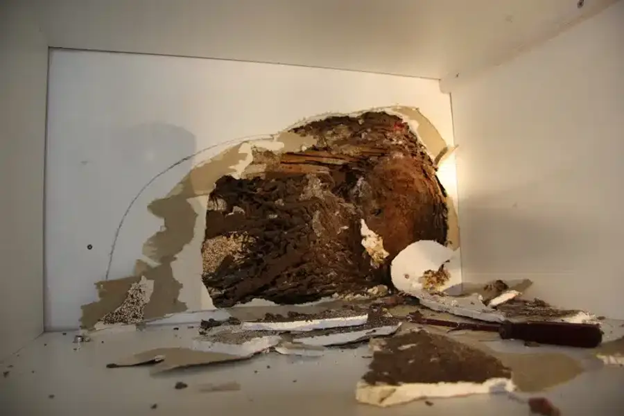 Termite damage visible inside a wall showing hollowed-out wood