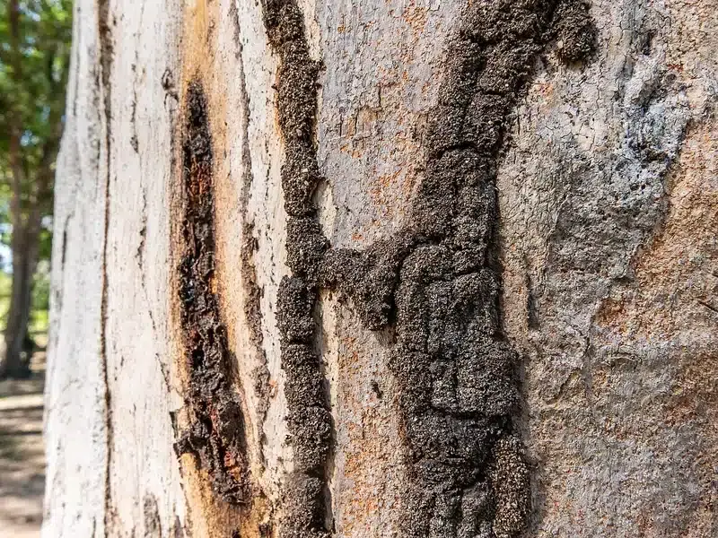 Termite mud tubes running up the bark of a tree trunk