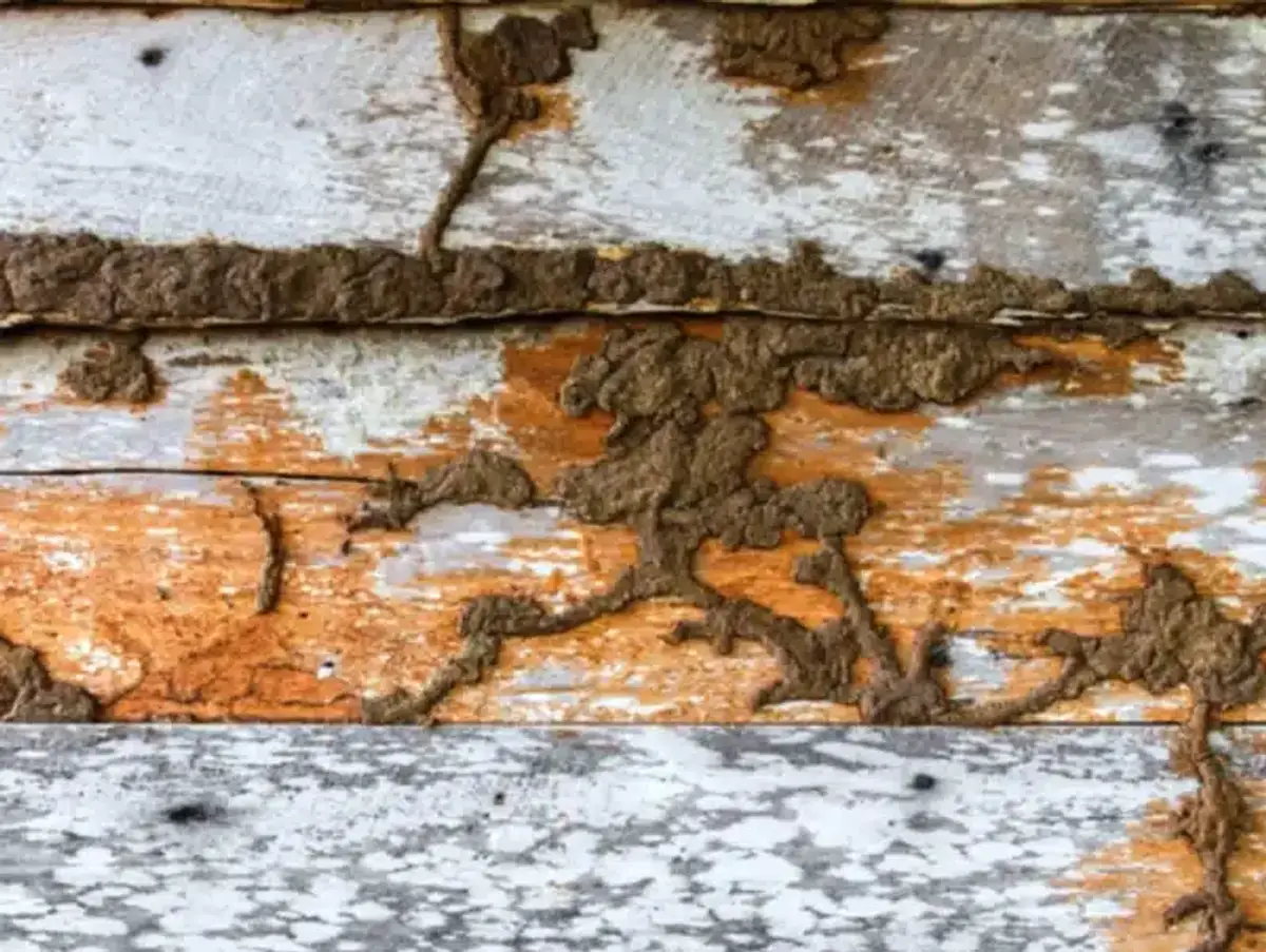 Close-up of wood with termite damage