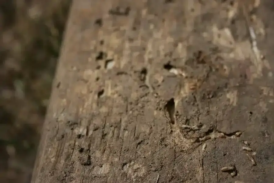 Wood surface showing extensive termite damage and hollowing