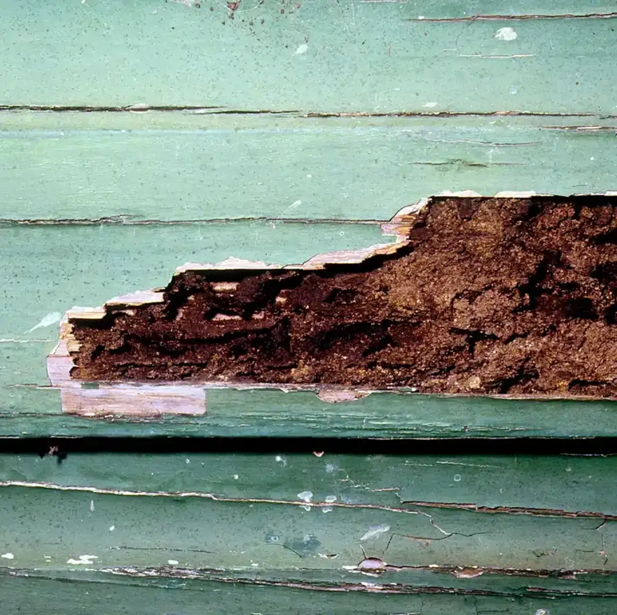 Painted wood siding peeled back to show termite-eaten wood packed with dark mud behind the paint