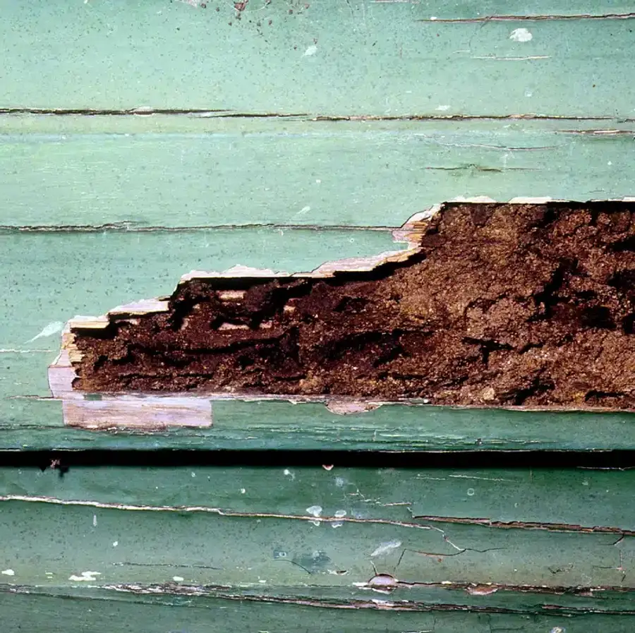 Termite damage on wooden siding