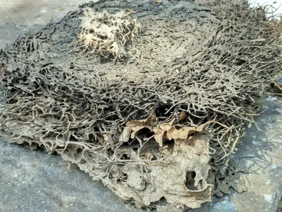 Termite damage showing tunnels inside a wooden structure