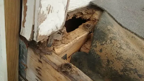 Termite Damage Repair: A Complete Guide for Homeowners
