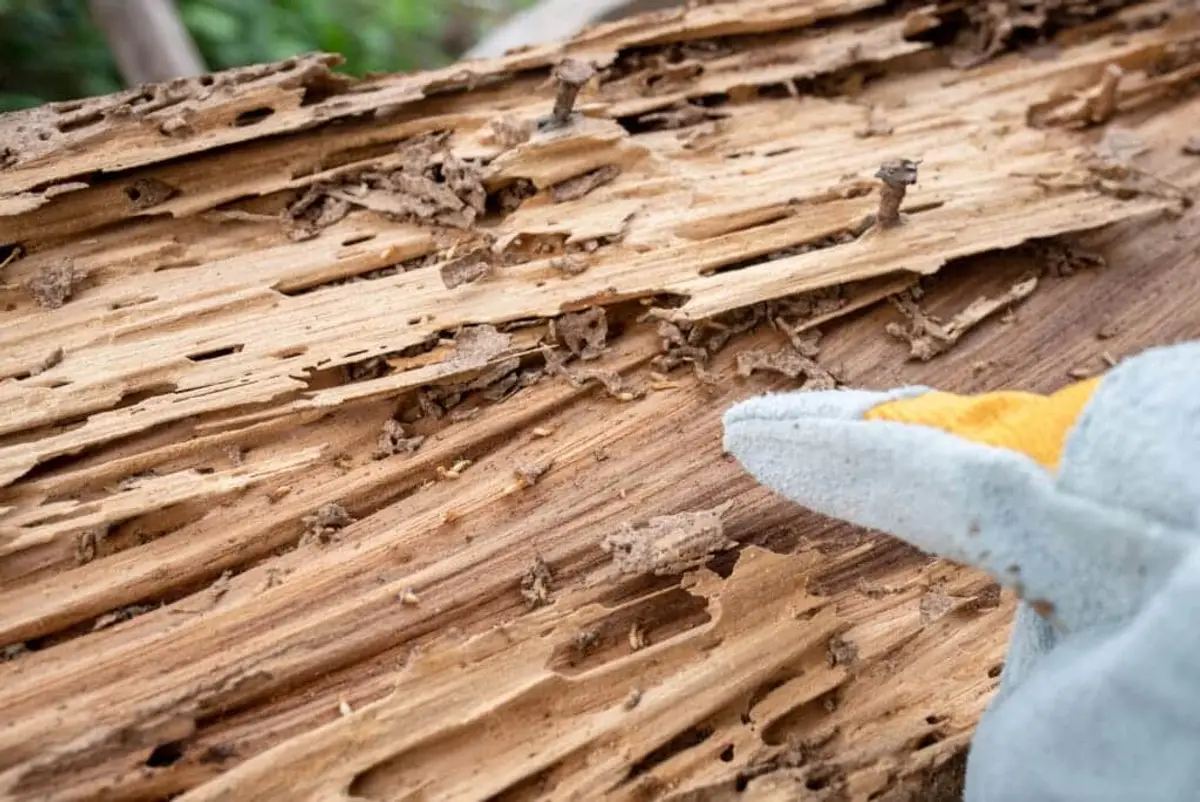 Termite-damaged board with layered tunnels running along the wood grain and specks of dried mud