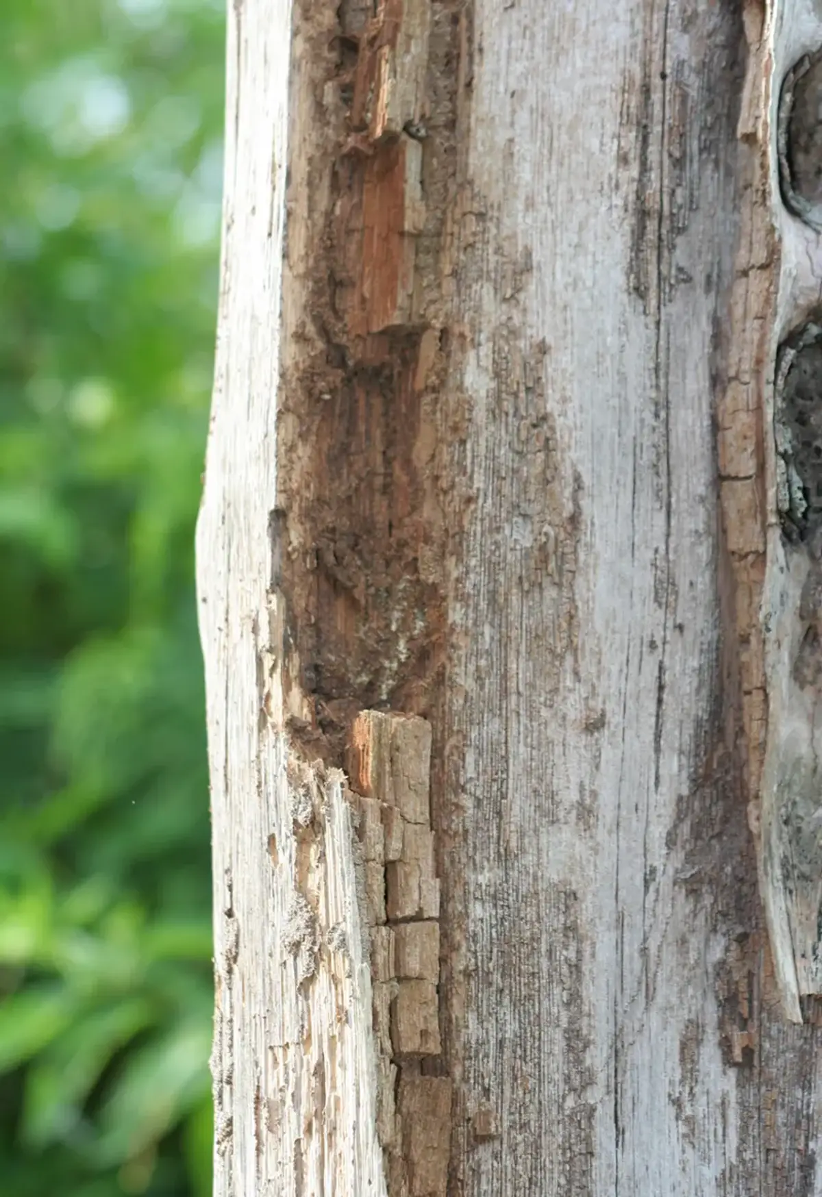 Termite damage on wooden post showing vertical damage patterns