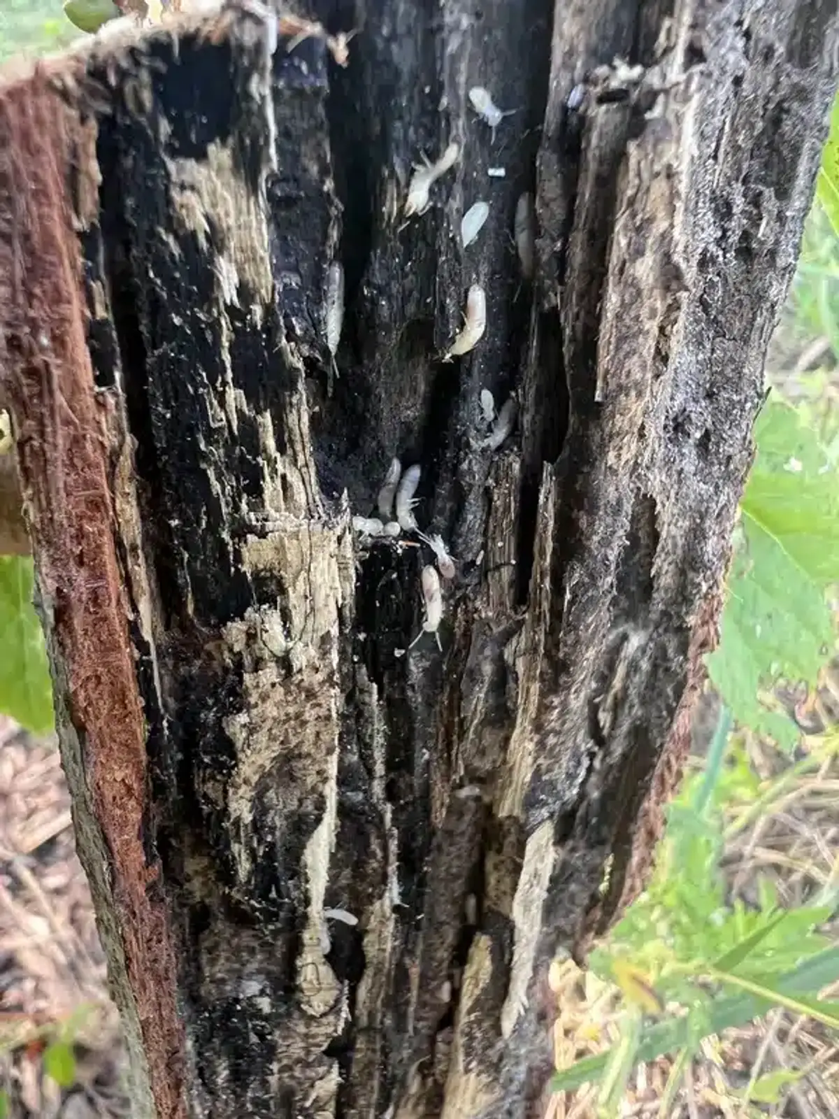 Extensive termite damage showing consumed wood with active termites