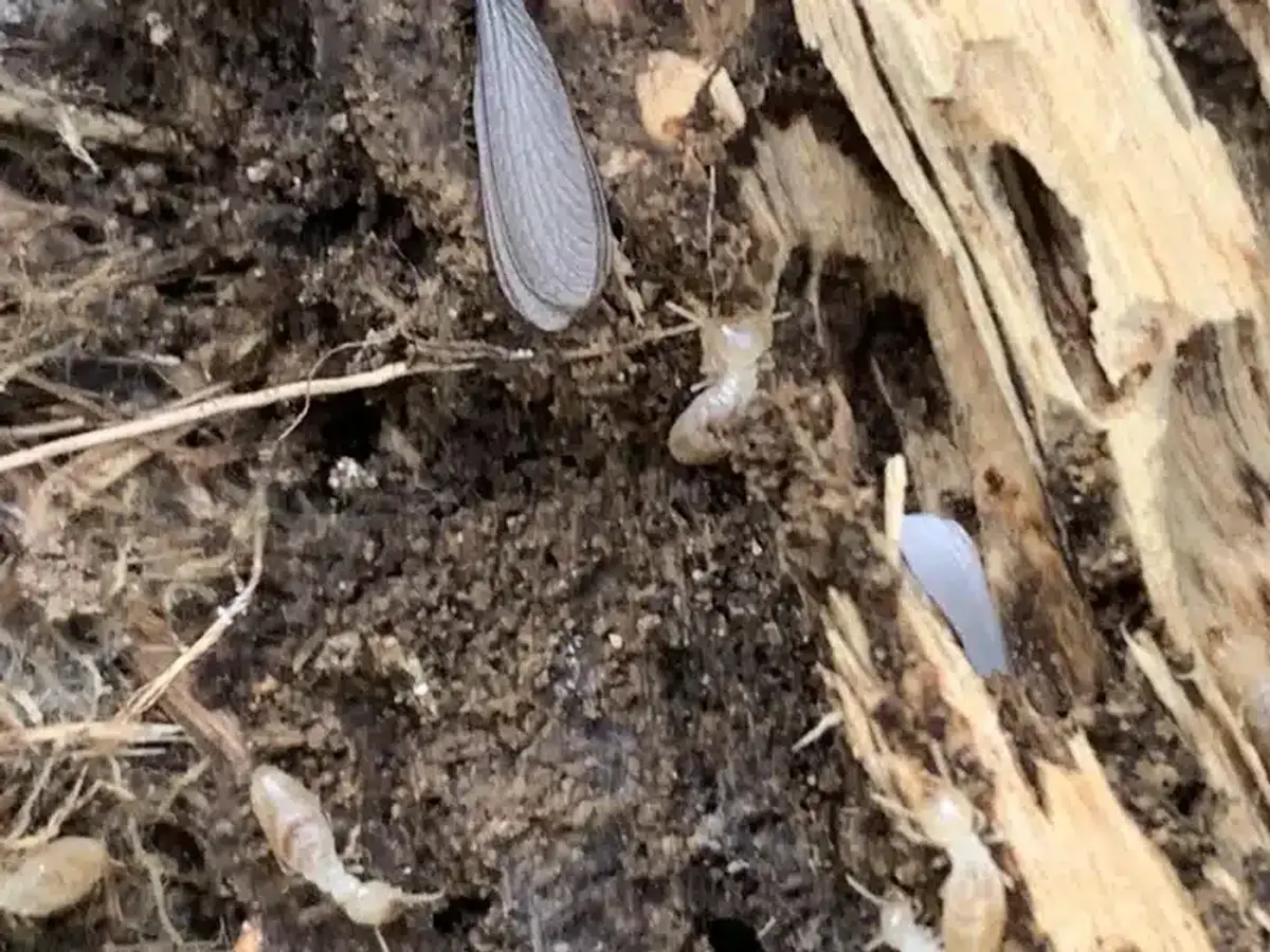 Termite wings and evidence in wood showing infestation signs